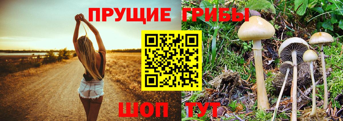 Братск  Галлюциногенные грибы Magic Shrooms  Вход с VPN  Галлюциногенные грибы MAGIC MUSHROOMS 